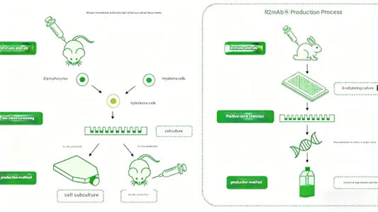 Recombinant Rabbit Monoclonal Antibodies: Revolutionizing the Precision and Reliability of Pathological Diagnosis