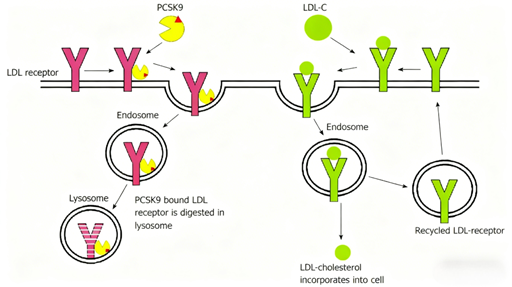 PCSK9 Antibodies: Pioneering Technological Revolutions and Clinical Breakthroughs in Lipid Management Therapy