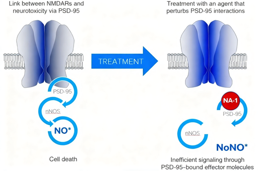 PSD-95 Antibodies: Ushering in a New Era of Neuroprotection for Ischemic Stroke Treatment