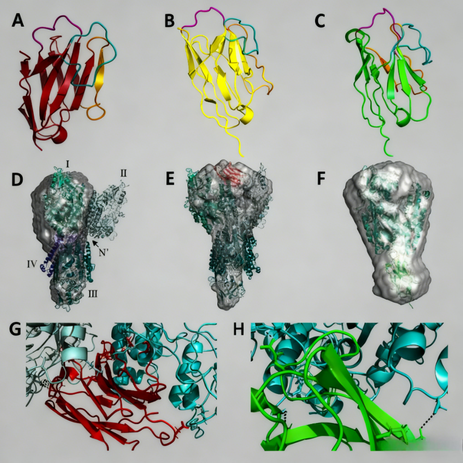 PSMA-Targeted Nanobodies: Revolutionizing Diagnosis and Treatment Strategies for Prostate Cancer
