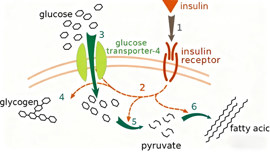 Mouse ELISA Kits: Accurate Insulin Quantification to Advance Metabolic Research