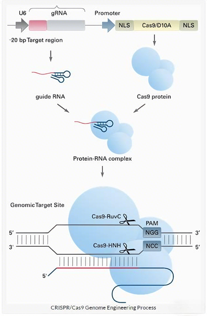 Cas9 Antibodies: Ensuring Precision and Reproducibility in Gene Editing Research