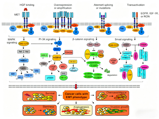 c-Met Antibodies: New Hope for Tumor Targeted Therapy