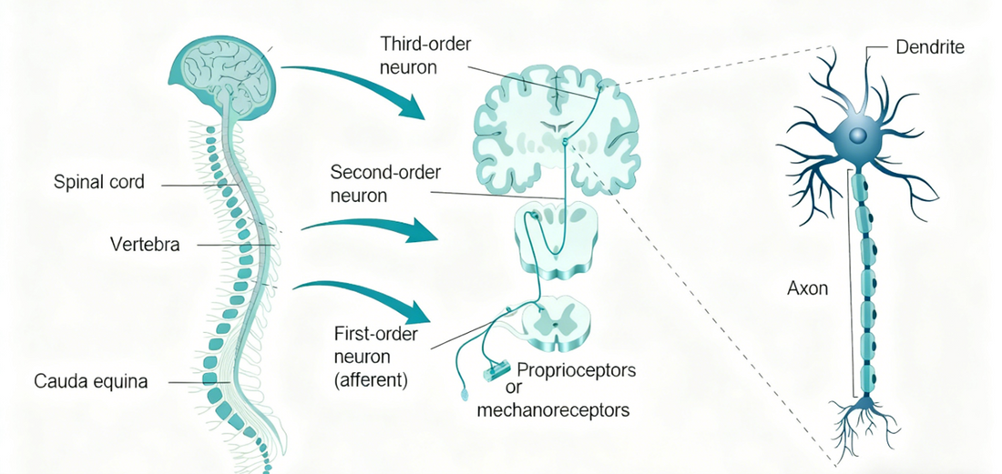 Neural Research Antibodies: The Key to Unraveling the Mysteries of the Brain