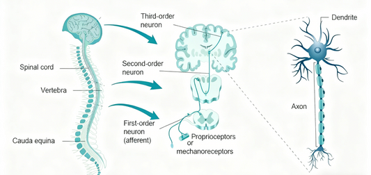 Neural Research Antibodies: The Key to Unraveling the Mysteries of the Brain