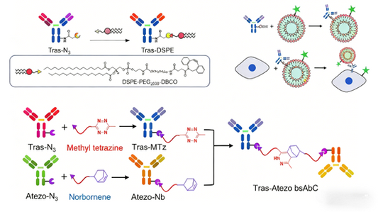 Site-Selective Acetylation: Unlocking New Functional Horizons for Antibody Drugs with ANT BIO PTE. LTD.