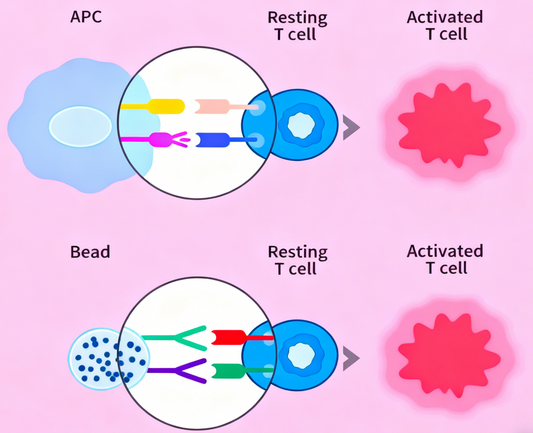 Mouse T Cell Activation Kits: Enabling Efficient Immune Activation Through the CD3/CD28 Dual-Signal System