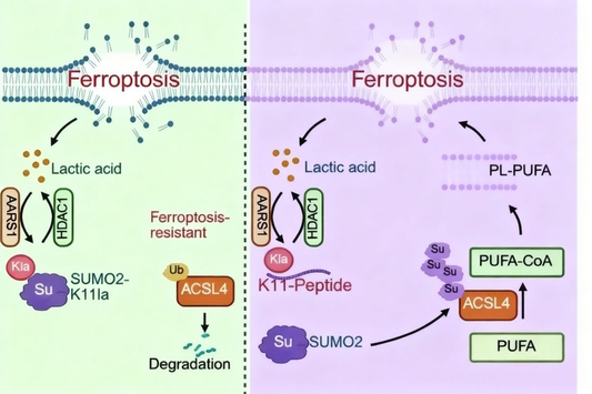 Lactylation Antibodies Uncover Novel Mechanisms of Tumor Ferroptosis Resistance: A Literature Analysis