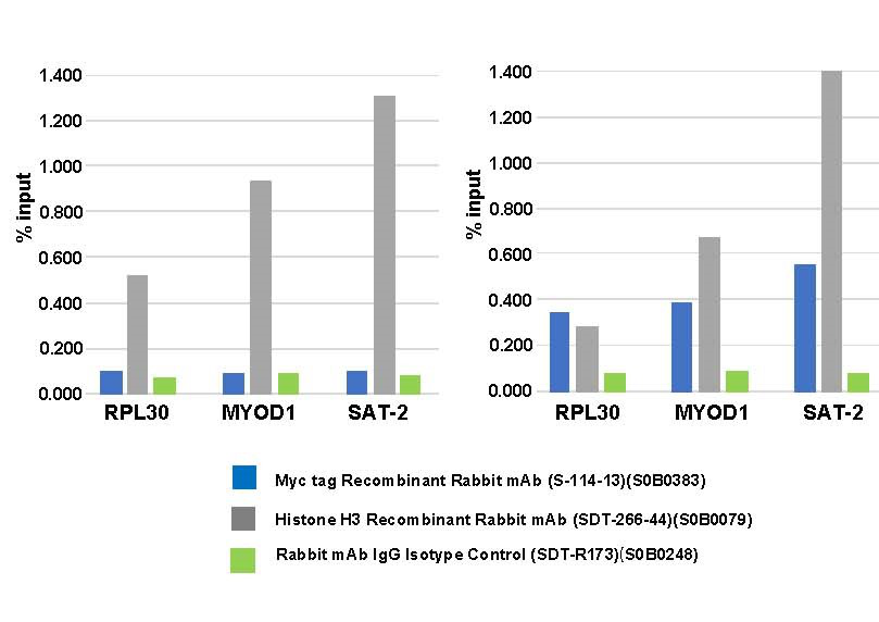 Recombinant Rabbit Monoclonal Antibodies: Leading the Next Generation of Antibody Technology—A Knowledge Spotlight