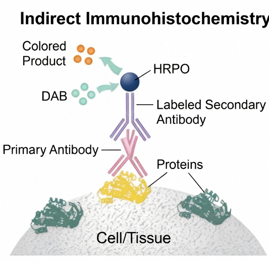 IHC Antibody Performance Verification: The Cornerstone of Immunohistochemistry Quality Control—A Knowledge Spotlight
