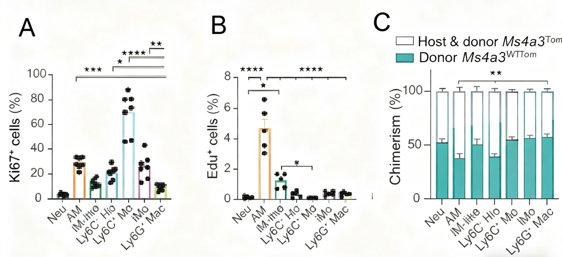 Ly6G Antibodies Uncover the Key Role of Novel Macrophages in Lung Injury Repair—A Literature Analysis