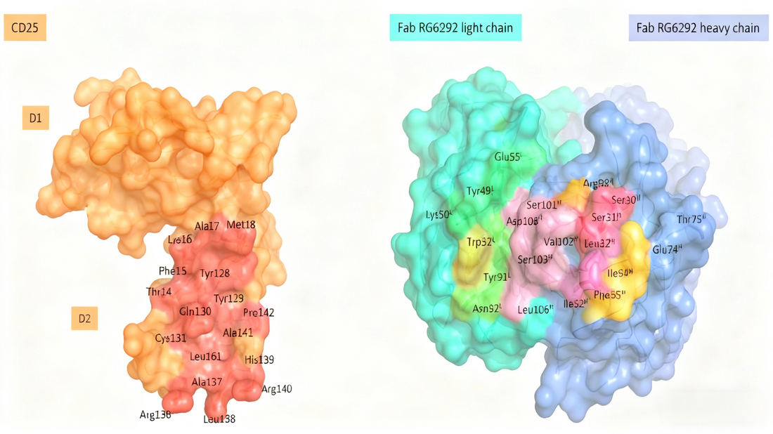 Novel CD25 Antibodies: Enhancing Anti-Tumor Immunity via Selective Regulatory T Cell Depletion—A Literature Analysis