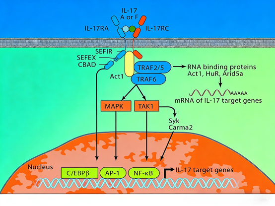 Unveiling the Complex Functions of the IL-17 Signaling Pathway: The Pivotal Role of Anti-Mouse IL-17A Monoclonal Antibodies
