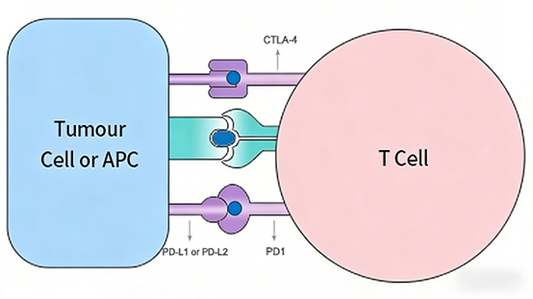 How Immune Checkpoint Antibodies Become the Cornerstone Raw Materials for Tumor Immunotherapy