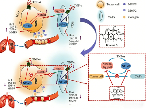 Targeting the Notch1-Jagged1/NF-κB(p65) Pathway: Can Bruceine D Inhibit CAF-Mediated Triple-Negative Breast Cancer Metastasis?