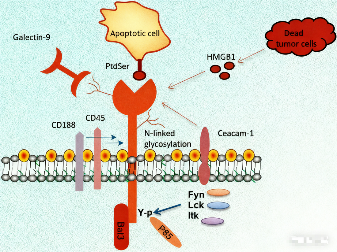 Mouse SHP Substrate 1: A Key Immune Regulator in Disease Models and Signal Transduction—Powered by ANT BIO PTE. LTD.