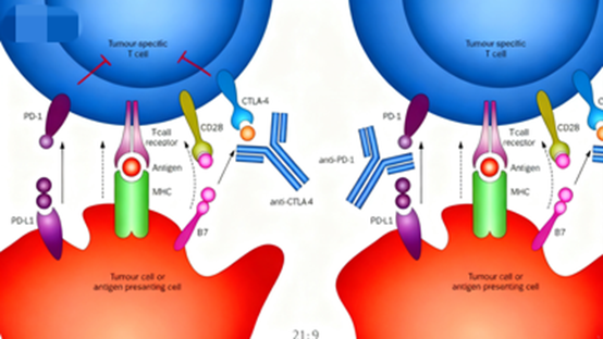 Functional Antibodies: Unlocking Unlimited Potential in Biomedical Research