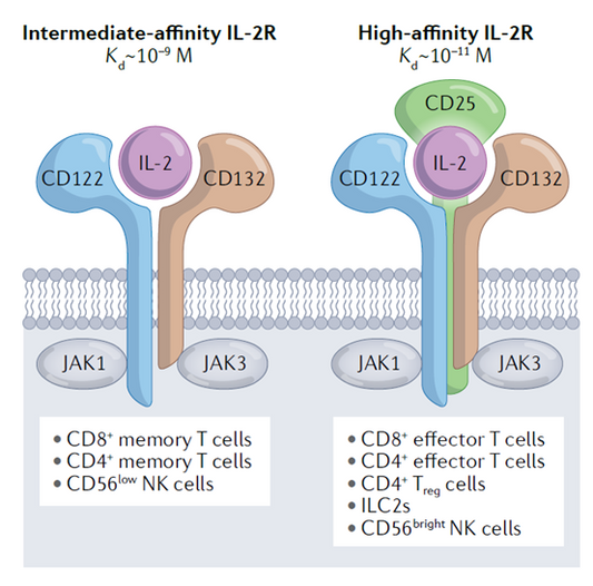 Bias Modulation: A New Key to Unlocking the Potential of Interleukin-2 (IL-2) in Immunotherapy