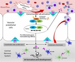 The Mechanism of Thrombin-Induced Angiogenesis: Focusing on the Key Role of GRO-α