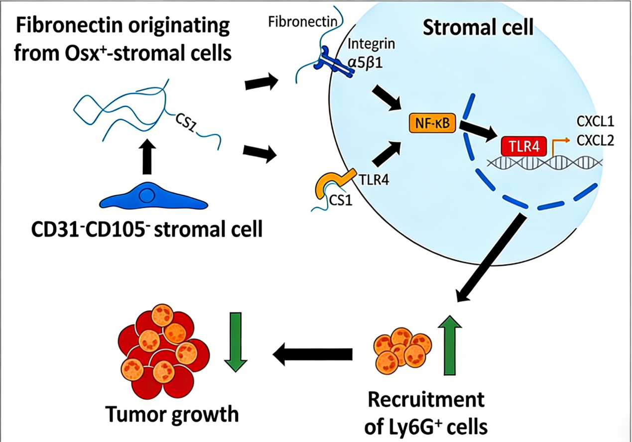 Unveiling the Novel Anti-Tumor Mechanism of Bone Marrow Stromal Cells ...