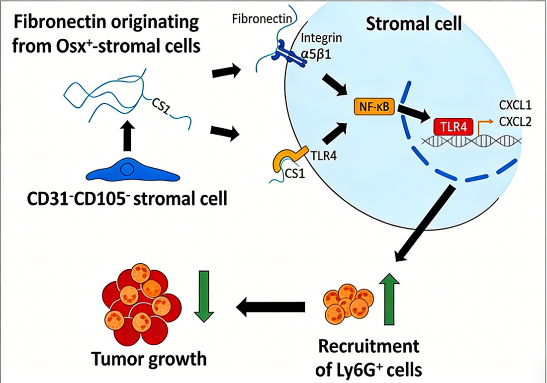 Unveiling the Novel Anti-Tumor Mechanism of Bone Marrow Stromal Cells: The Pivotal Role of Mouse Ly6G Monoclonal Antibodies