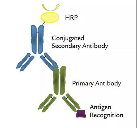 Nanobody Regulation of Fluorescent Proteins: A Groundbreaking Study in Cell Biology