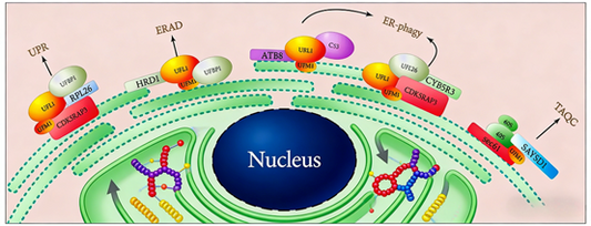 How Does Ubiquitination Regulate the Maintenance of Homeostasis Between the Nucleus and the Endoplasmic Reticulum?