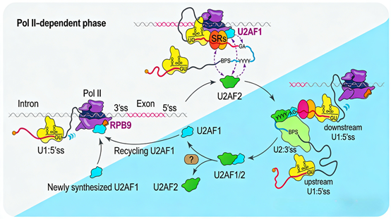 How Does the U2AF2 Recombinant Rabbit Monoclonal Antibody Reveal the Precise Regulation Mechanism of Splicing?