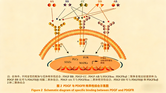 How Does the Recombinant Rabbit Monoclonal Antibody PDGFRA/PDGFRB Advance Fibrotic Disease Research?