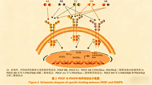 How Does the Recombinant Rabbit Monoclonal Antibody PDGFRA/PDGFRB Advance Fibrotic Disease Research?