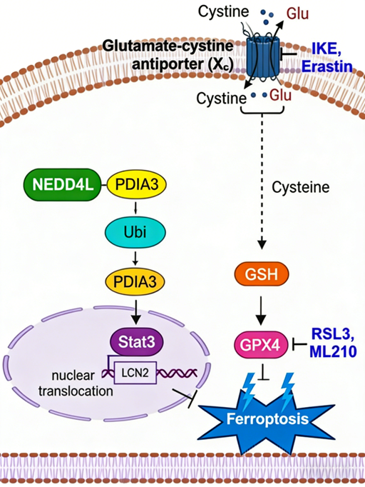 How Can PDIA3 Polyclonal Antibodies Contribute to the Study of the Mechanisms Between Ferroptosis and Tumor Therapy?
