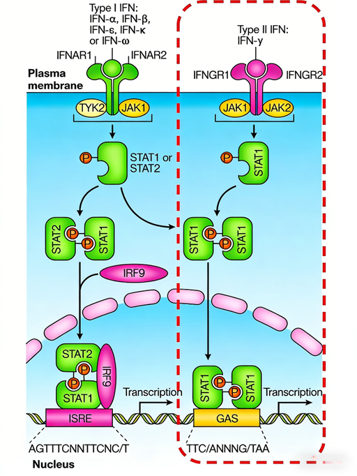 Unveiling IFN-γ’s Dose-Dependent Dual Regulation of Cancer Stem Cells: The Indispensable Role of the IFN-γ Surpass ELISA Kit