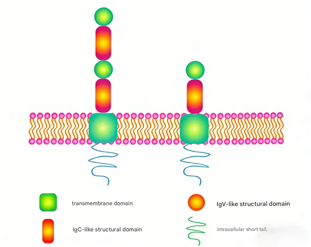 Exploring the Applications of CD276 (B7-H3)-Targeting Functional Antibodies in Tumor Research