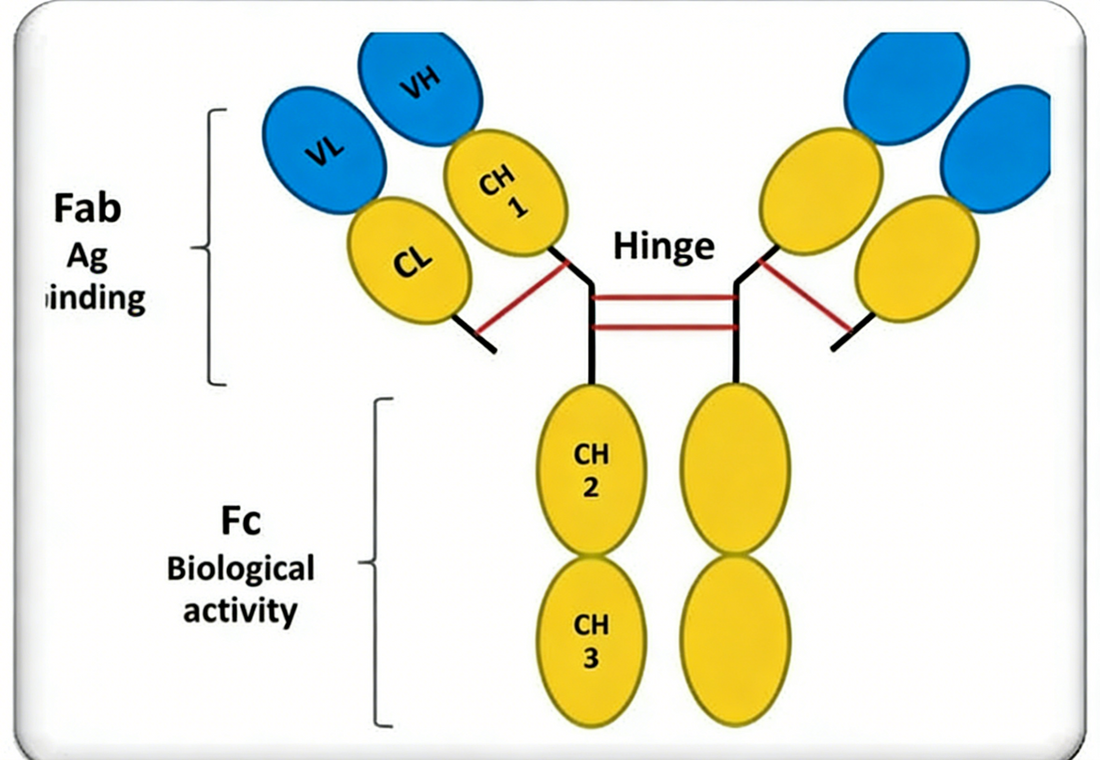 How In Vivo Functional Antibodies Reshape the Paradigm of Disease Treatment
