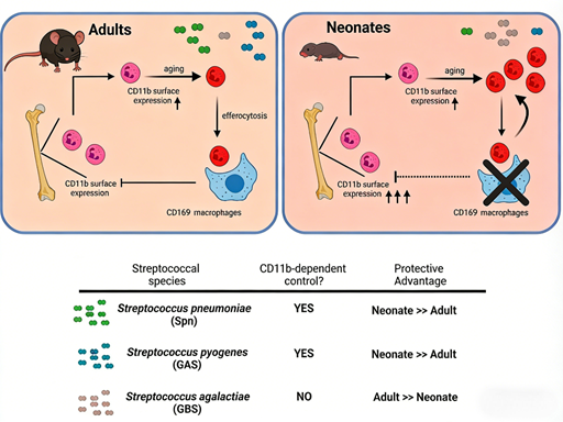 Unveiling Age-Related Phagocytic Differences and Immune Protection: The Pivotal Role of Mouse CD11b/c Antibodies by ANT BIO PTE. LTD.
