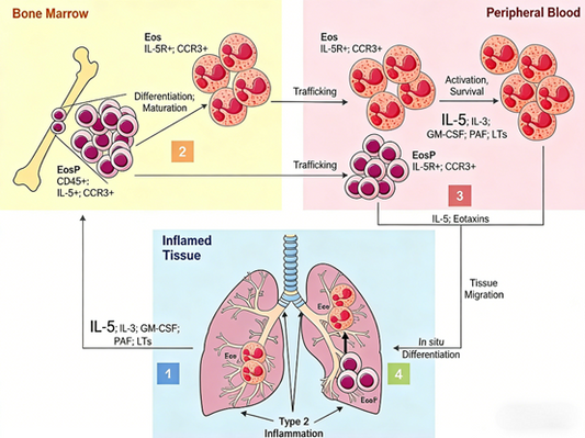 Exploring the Role of IL-5 in Immune Regulation and Diseases: The Power of Human IL-5 Detection Kits by ANT BIO PTE. LTD.