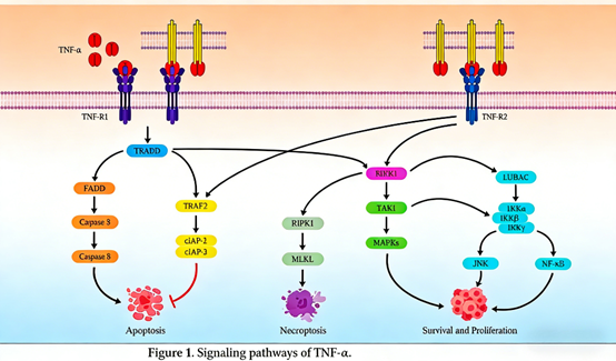 Deciphering Inflammatory Diseases and Targeted Therapies: The Indispensable Role of TNF-α and ANT BIO PTE. LTD.'s Advanced ELISA Solutions
