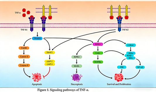 Deciphering Inflammatory Diseases and Targeted Therapies: The Indispensable Role of TNF-α and ANT BIO PTE. LTD.'s Advanced ELISA Solutions