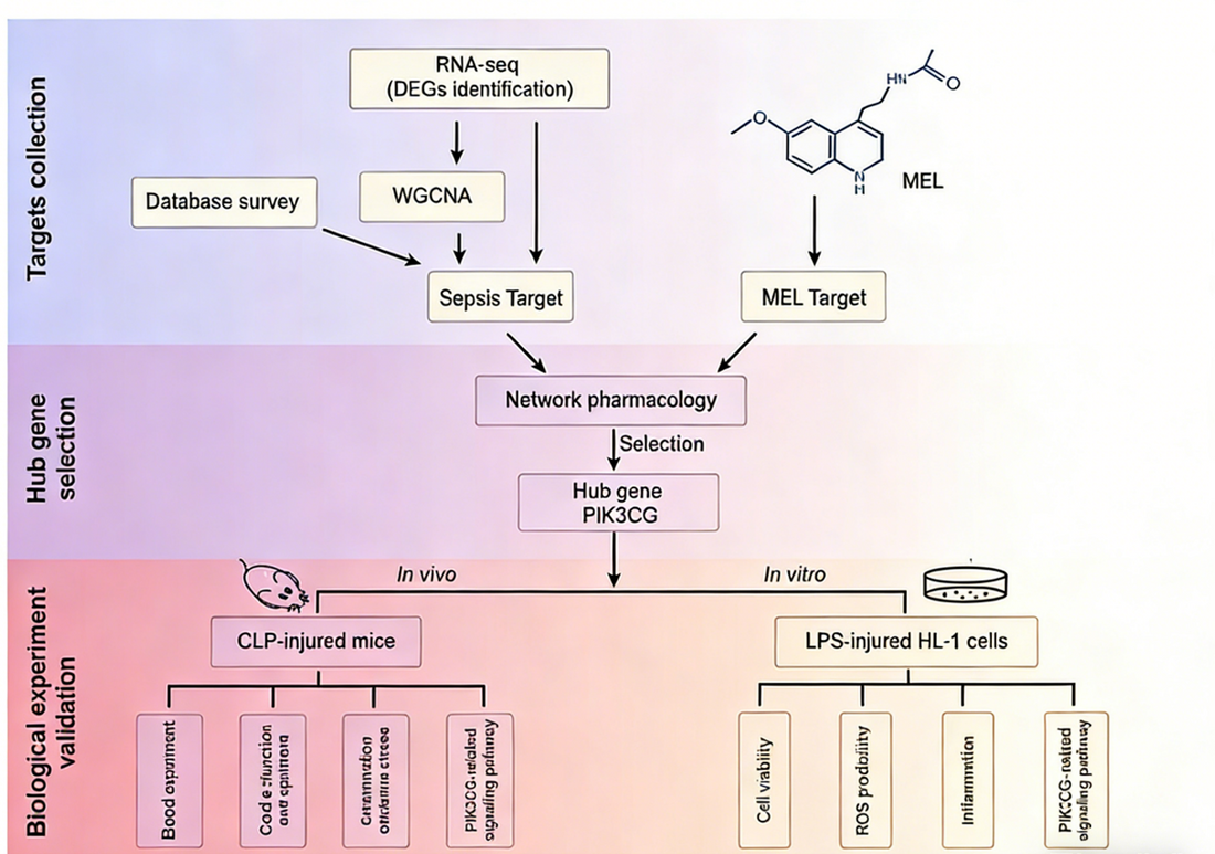 Unveiling Novel Therapeutic Targets for Septic Myocardial Injury: The Role of PIK3CG Recombinant Rabbit Monoclonal Antibodies by ANT BIO PTE. LTD.