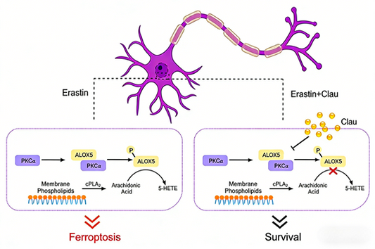 Unveiling Regulatory Mechanisms of Neurodegenerative Diseases: The Pivotal Role of PKCα Recombinant Rabbit Monoclonal Antibodies by ANT BIO PTE. LTD.