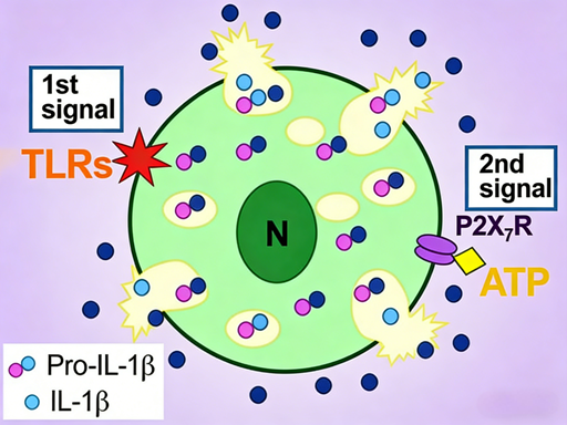 Mastering IL-1β Detection: Key Considerations and ANT BIO PTE. LTD.'s Advanced ELISA Kit for Inflammation Research
