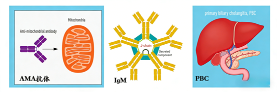 Unlocking Primary Biliary Cholangitis Research: The Role of IgM and ANT BIO PTE. LTD.'s Advanced Mouse IgM ELISA Kit