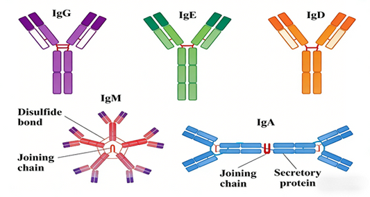 Dynamic Analysis of Viral Infection Immune Responses: Empowerment by ANT BIO PTE. LTD.'s Rat IgM Surpass ELISA Kit