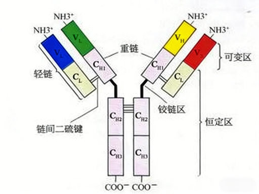 Noggin Protein: A Key BMP Antagonist Shaping Development, Regeneration, and Therapy—Powered by ANT BIO PTE. LTD.