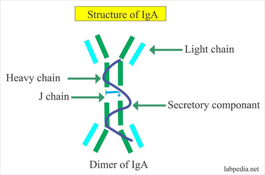 Evaluating IgA Nephropathy Progression and Efficacy: The Transformative Role of IgA and ANT BIO PTE. LTD.'s ELISA Kit