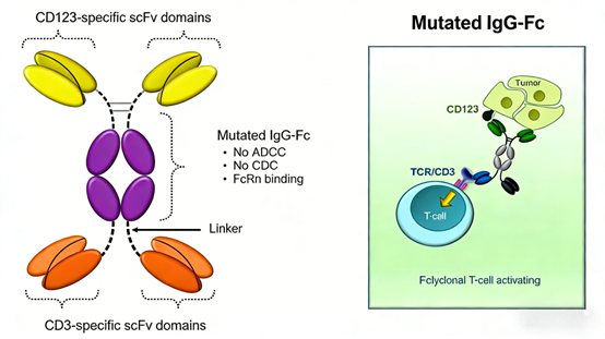 Advancing Acute Myeloid Leukemia Preclinical Research: The Role of CD123 Antibodies and ANT BIO PTE. LTD.'s Innovation