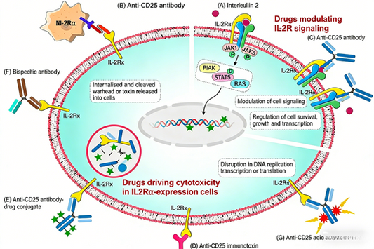CD25 Antibodies: Pioneering a New Paradigm in Tumor Immunotherapy