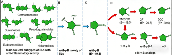 Targeting NF-κB p65 DNA-Binding Activity: Can Sesquiterpene Lactones’ α-M-γ-B Core Improve Arthritis?