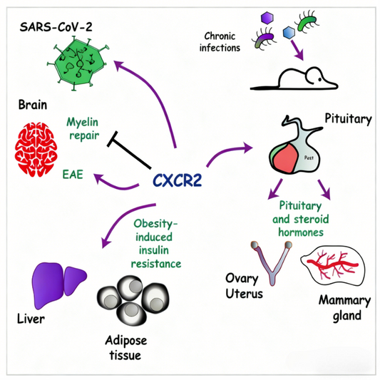 CD182 Antibody: Analyzing the Multiple Functions of CXCR2 Receptor in the Tumor Microenvironment and Immune Regulation