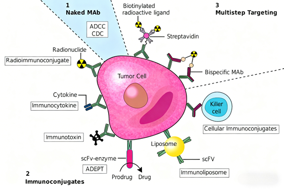 Monoclonal Antibodies: Achieving Precise Targeted Therapy Through Structural Optimization and Functional Design